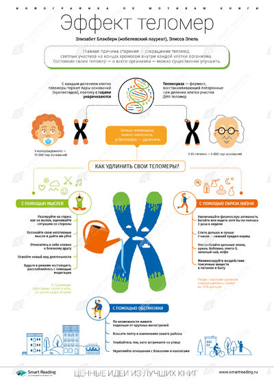 Инфографика для книги «Эффект теломер»