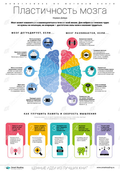 Инфографика для книги «Пластичность мозга»